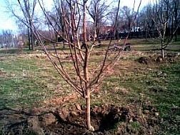 Вирощуємо яблуню з хорошим урожаєм